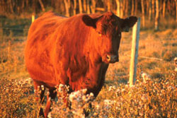 moo cow