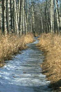 forest path