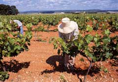 Spanish vineyard