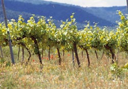 Spanish vineyard