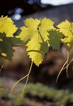 Spanish vines