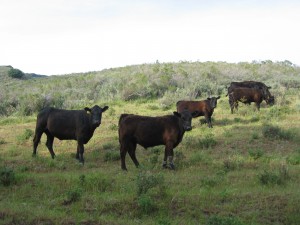 Holstein cows