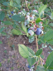 Blueberries