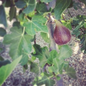 Fig