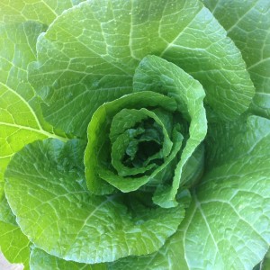 Napa cabbage