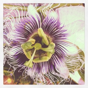 Passionflower