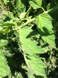 Tomato ladybug