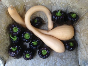 Black Beauty bell peppers and Trombetta squash