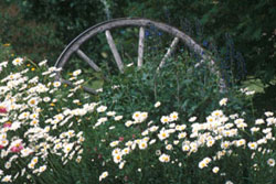 wheel in field