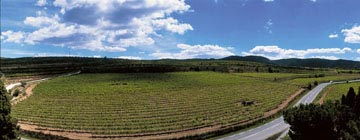 Spanish vineyard