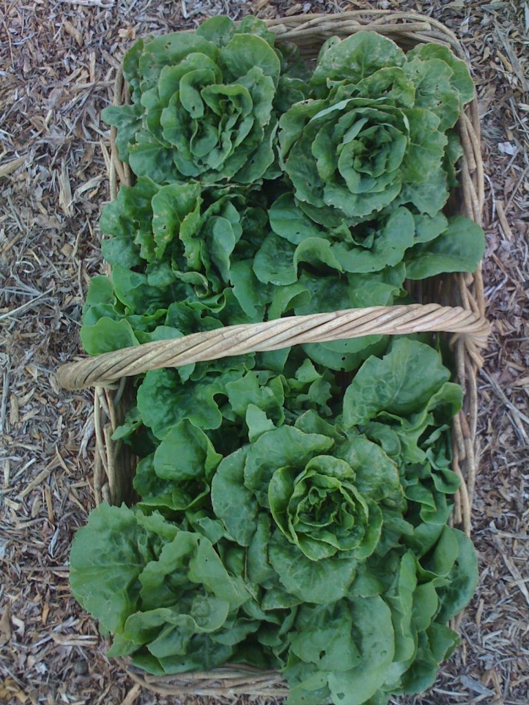 Organic lettuces